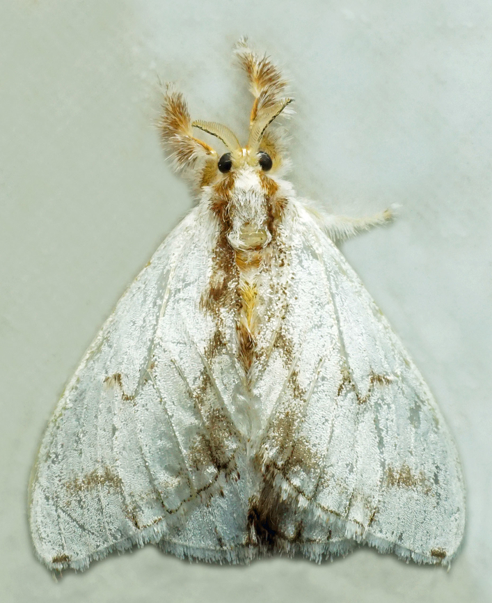 Acraga sp. Dapa, Valle Del Cauca<br />
2100m