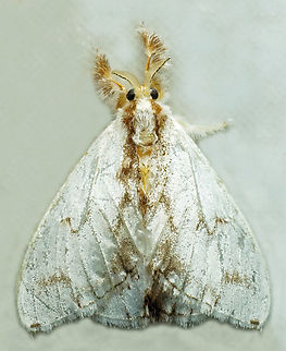 Acraga sp. Dapa, Valle Del Cauca
2100m