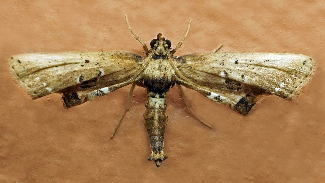 Tornos sp. Dapa, Valle Del Cauca<br />
2100m