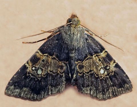 #1046 Dapa, Valle Del Cauca
2100m