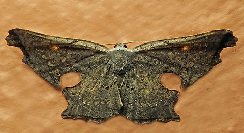 #1047 Dapa, Valle Del Cauca
2100m