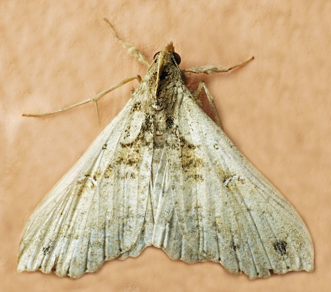 #1048 Dapa, Valle Del Cauca<br />
2100m