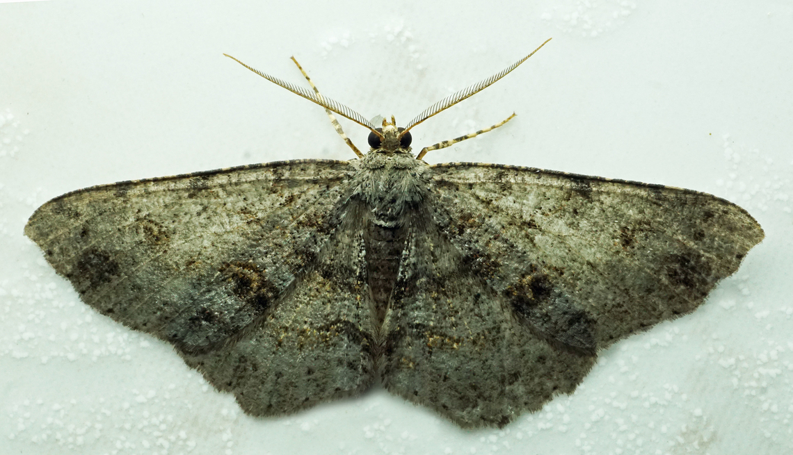 Melanolophia signitaria Dapa, Valle Del Cauca<br />
2100m