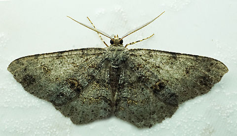 Melanolophia signitaria Dapa, Valle Del Cauca
2100m