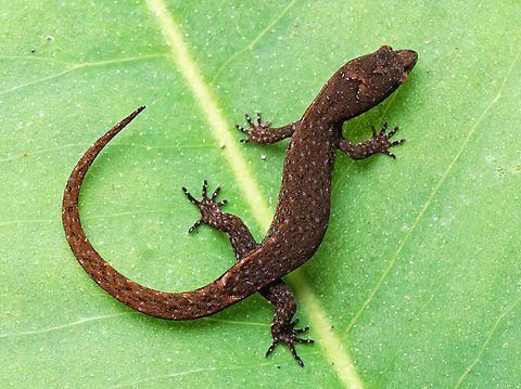 Lepidoblepharis sp. Dapa, Valle Del Cauca
2100m
