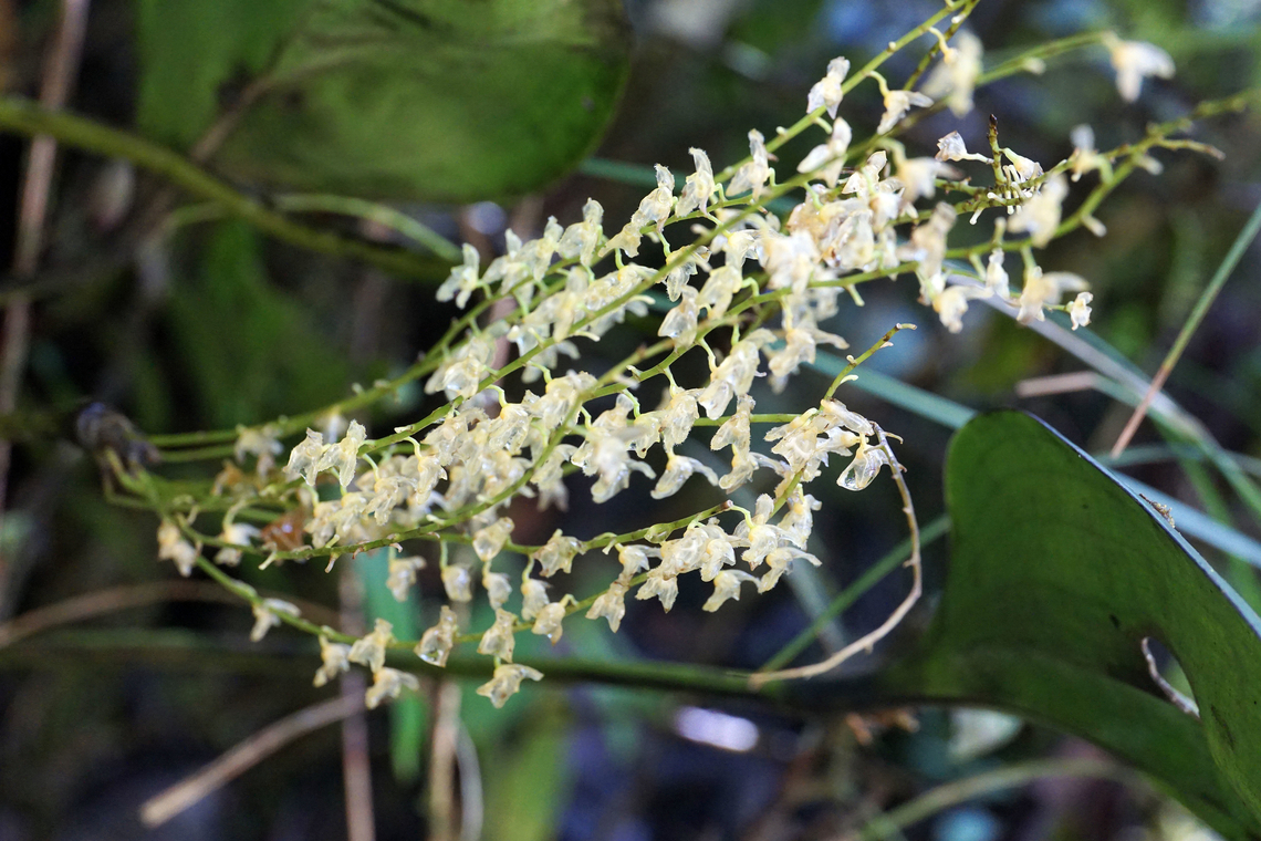 Stelis gelida (Pleurothallis gelida) Rio Bravo Reserve, Valle Del Cauca Flor de Llanten,Pleurothallis gelida