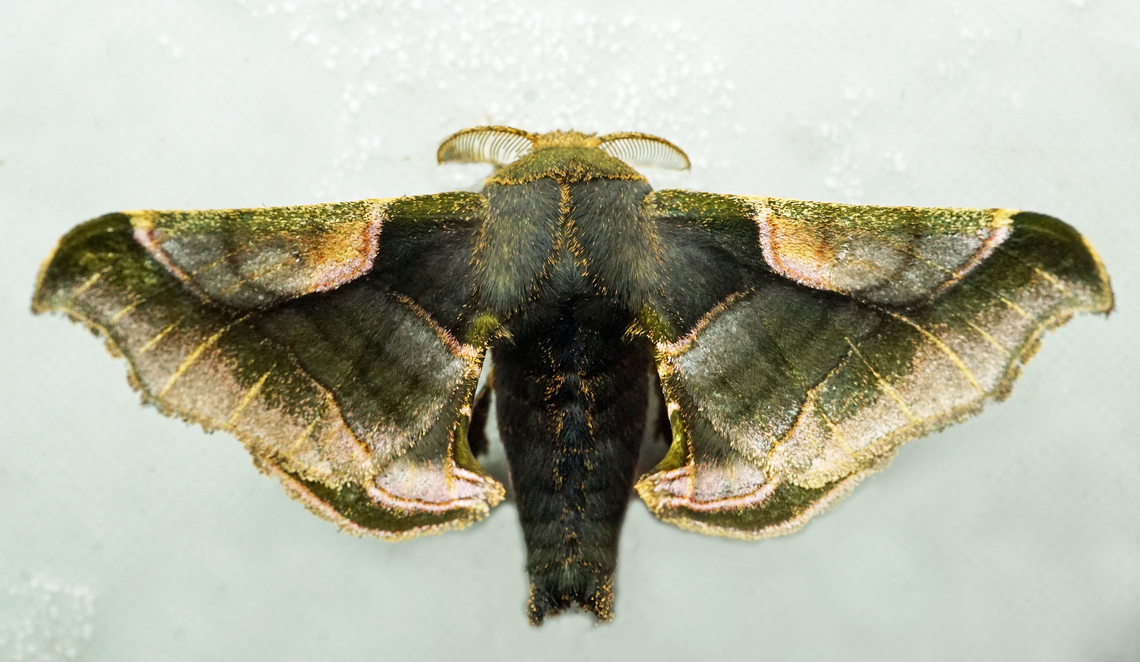 Quentalia sp. Dapa, Valle Del Cauca<br />
2100m