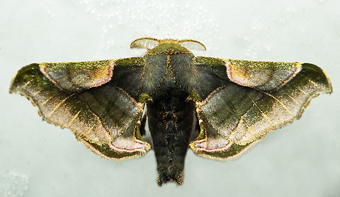 Quentalia sp. Dapa, Valle Del Cauca
2100m