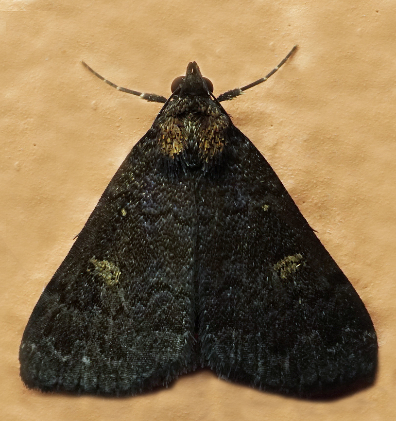 #1051 Dapa, Valle Del Cauca<br />
2100m