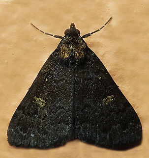 #1051 Dapa, Valle Del Cauca
2100m