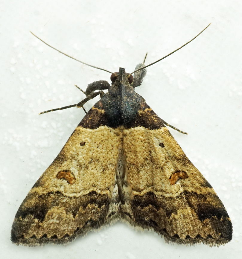 #1052 Dapa, Valle Del Cauca<br />
2100m