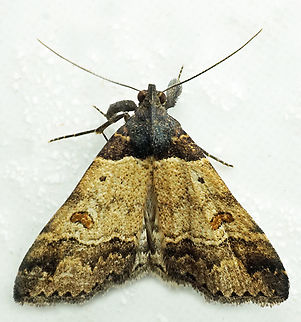 #1052 Dapa, Valle Del Cauca
2100m