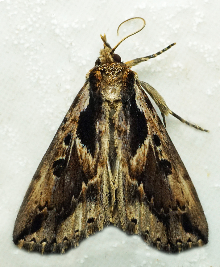 #1053 Dapa, Valle Del Cauca<br />
2100m