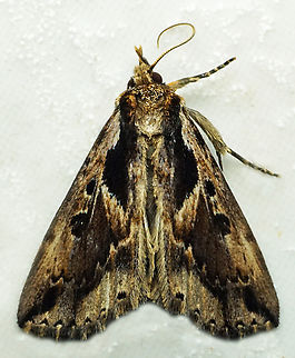 #1053 Dapa, Valle Del Cauca
2100m