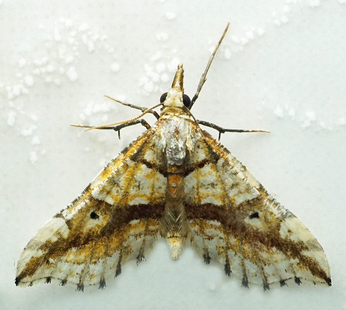 #1054 Dapa, Valle Del Cauca<br />
2100m