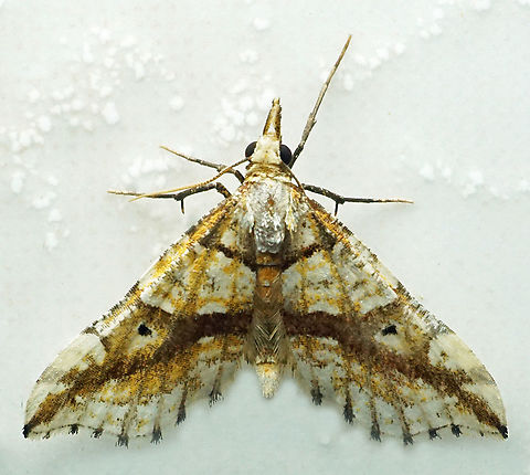 #1054 Dapa, Valle Del Cauca
2100m