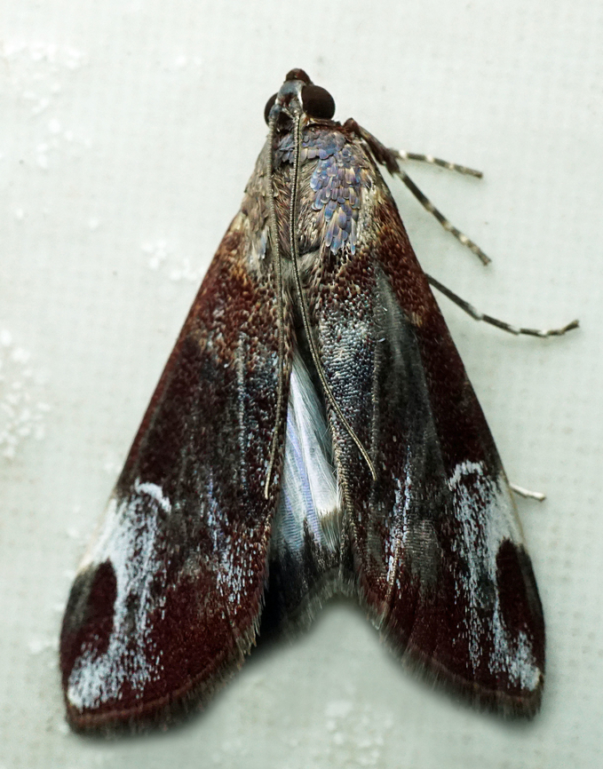 #1055 Dapa, Valle Del Cauca<br />
2100m