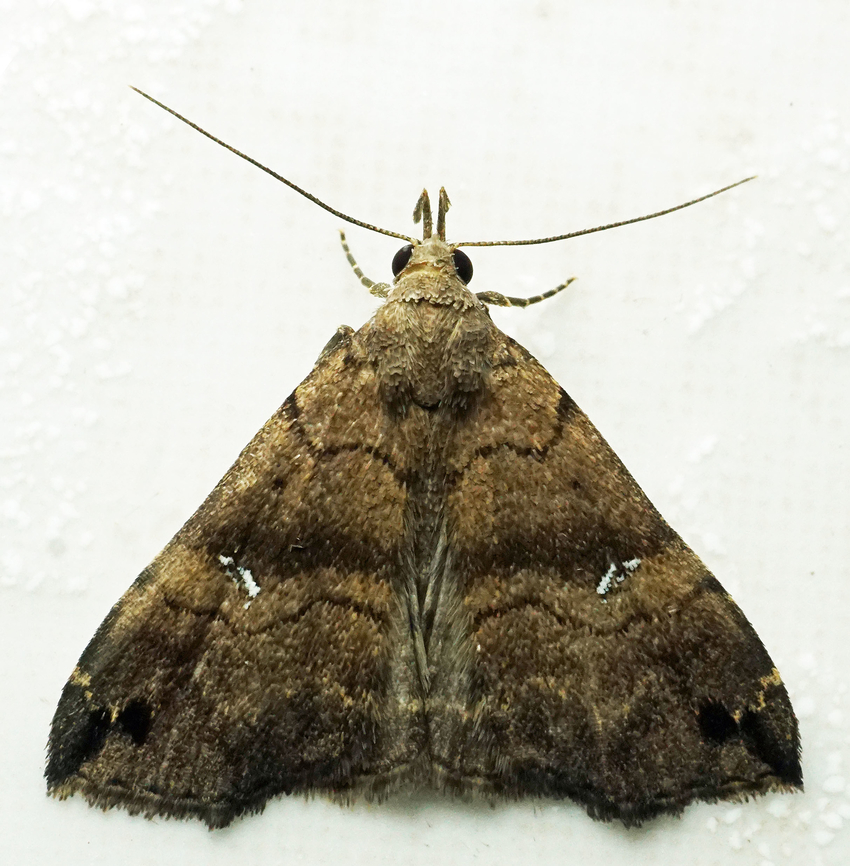 #1056 Dapa, Valle Del Cauca<br />
2100m