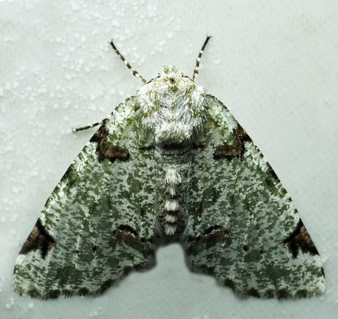 #1057 Dapa, Valle Del Cauca<br />
2100m