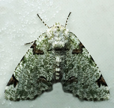 #1057 Dapa, Valle Del Cauca
2100m