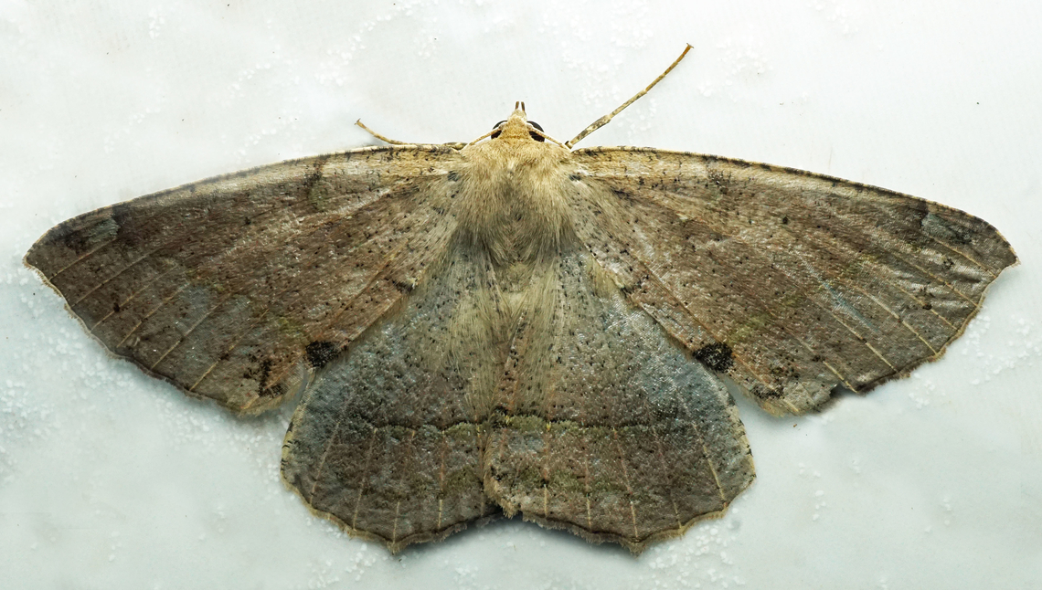 #1058 Dapa, Valle Del Cauca<br />
2100m