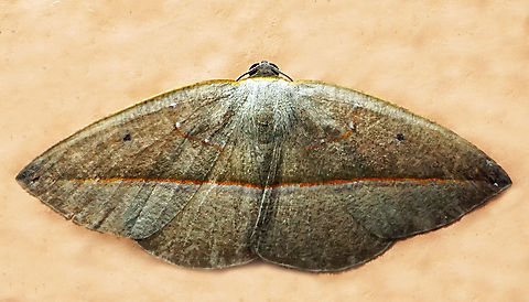 #1059 Dapa, Valle Del Cauca
2100m