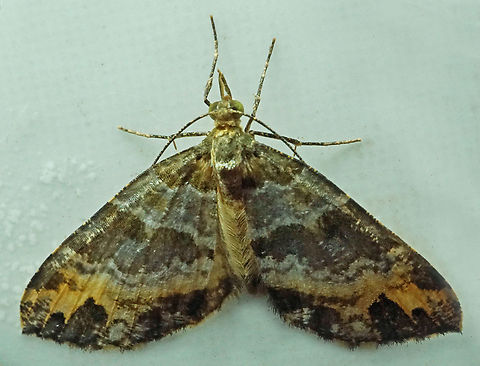 #1060 Dapa, Valle Del Cauca
2100m