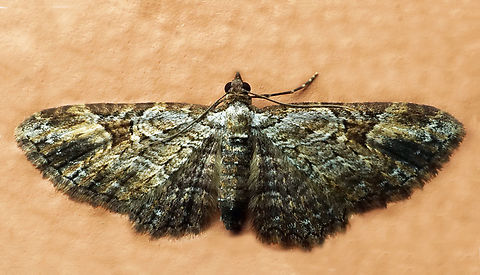 #1061 Dapa, Valle Del Cauca
2100m