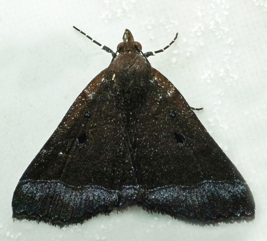 #1062 Dapa, Valle Del Cauca<br />
2100m