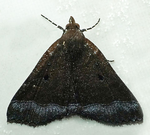 #1062 Dapa, Valle Del Cauca
2100m