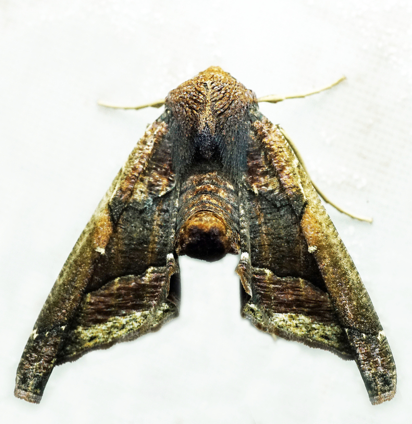 Pero caliginosa Dapa, Valle Del Cauca<br />
2100m Pero caliginosa