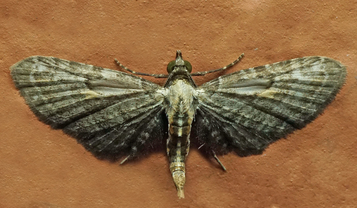 Eupithecia sp. Dapa, Valle Del Cauca<br />
2100m