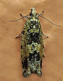 #1064 Dapa, Valle Del Cauca
2100m