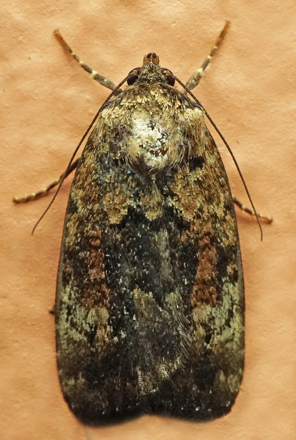 #1065 Dapa, Valle Del Cauca<br />
2100m