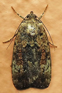 #1065 Dapa, Valle Del Cauca
2100m