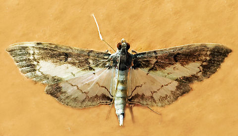 #1066 Dapa, Valle Del Cauca
2100m