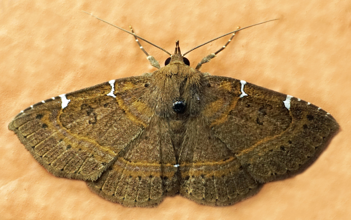 Antiblemma concinnula Dapa, Valle Del Cauca<br />
Antiblemma Antiblemma concinnula