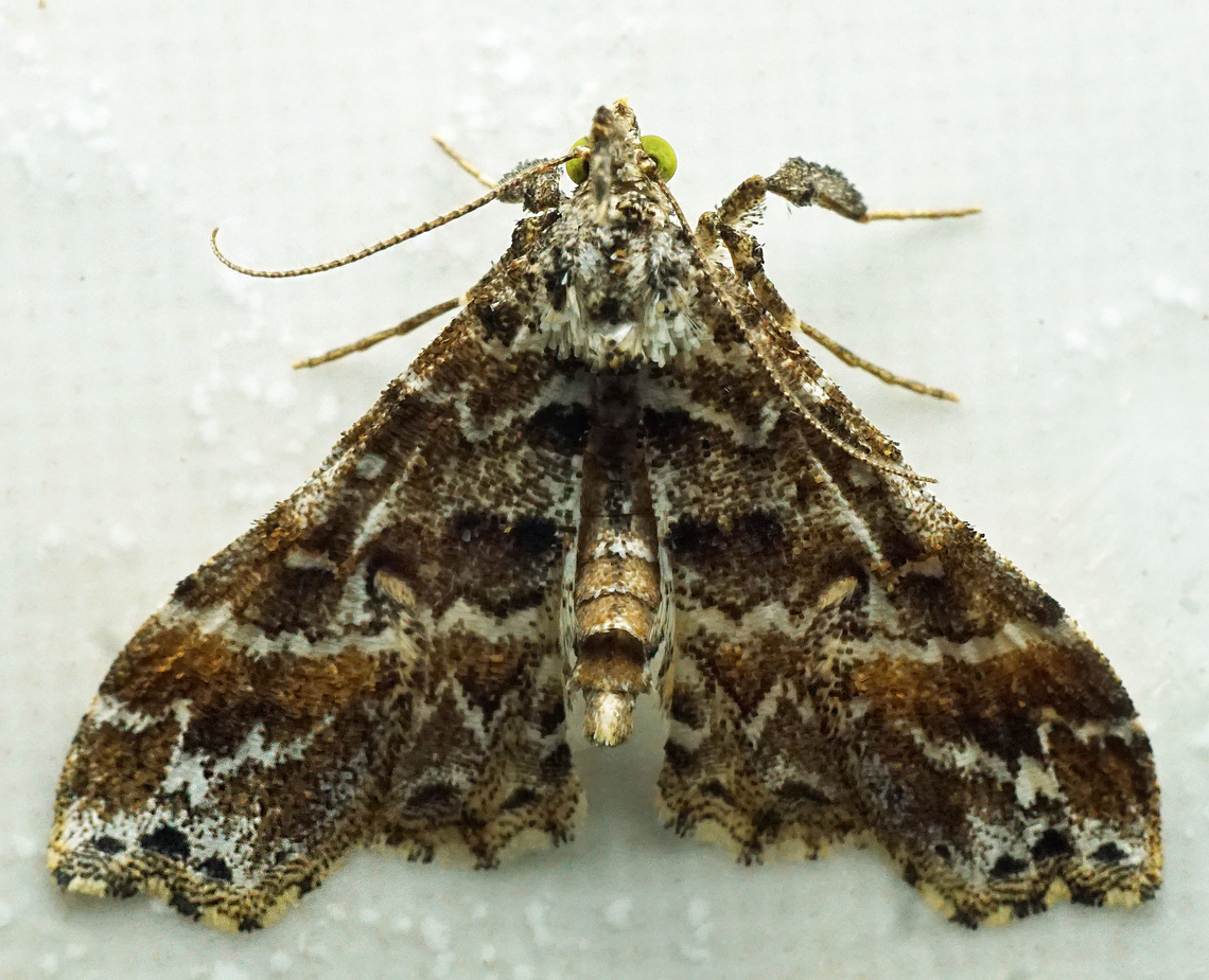 #1067 Dapa, Valle Del Cauca<br />
2100m