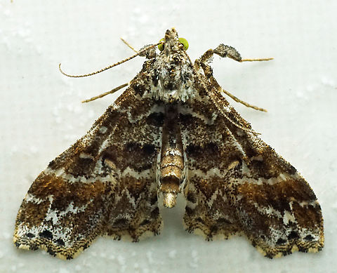 #1067 Dapa, Valle Del Cauca
2100m