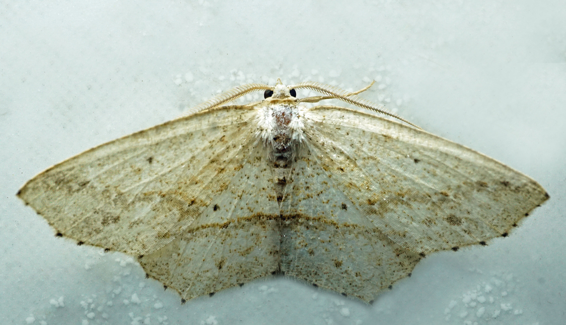 #1068 Dapa, Valle Del Cauca<br />
2100m