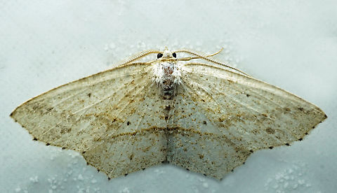 #1068 Dapa, Valle Del Cauca
2100m