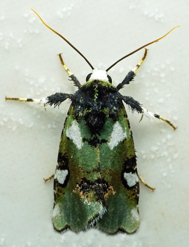 Emarginea sp. Dapa, Valle Del Cauca<br />
2100m