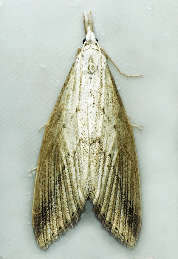 #1070 Dapa, Valle Del Cauca<br />
2100m