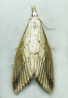 #1070 Dapa, Valle Del Cauca
2100m