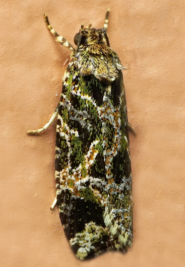 #1071 Dapa, Valle Del Cauca<br />
2100m