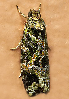 #1071 Dapa, Valle Del Cauca
2100m