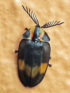 #1072 Dapa, Valle Del Cauca
2100m