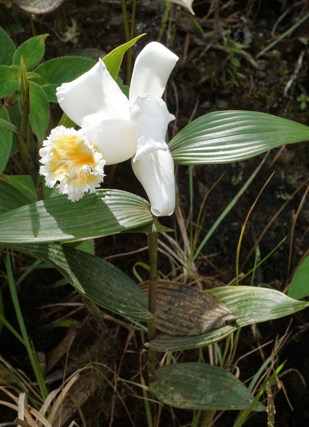 Sobralia setigera Rio Bravo Reserve, Valle Del Cauca<br />
1900m Sobralia setigera
