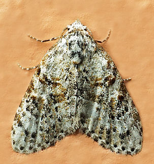 #1073 Dapa, Valle Del Cauca
2100m