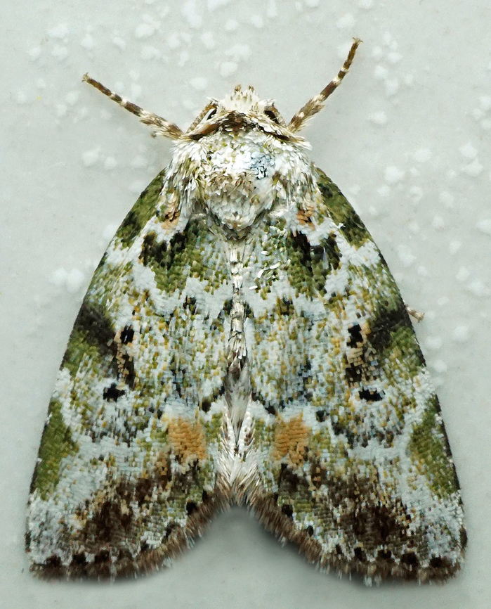 Chytonix elegans? Dapa, Valle Del Cauca<br />
2100m Chytonix elegans